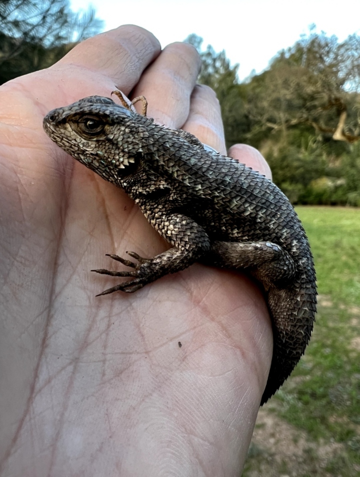 Western Fence Lizard